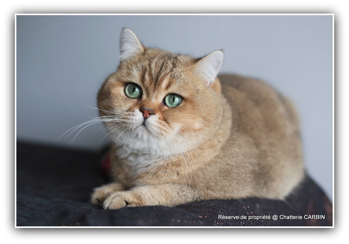 GICH. TSAR D'OMBRE ET DE LUMIÈRE